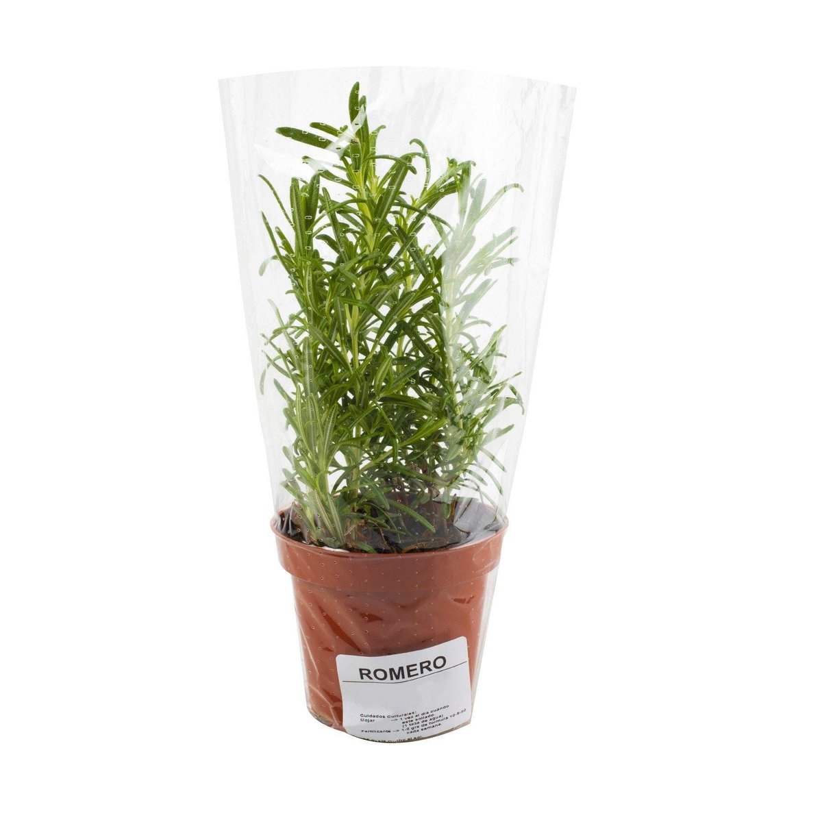 Planta Aromática Romero Trudeau 1 ud