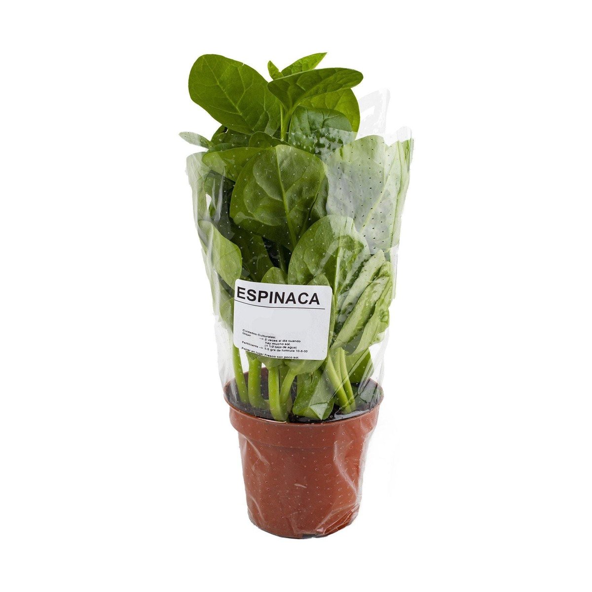 Planta Aromática Espinaca Trudeau 1 ud