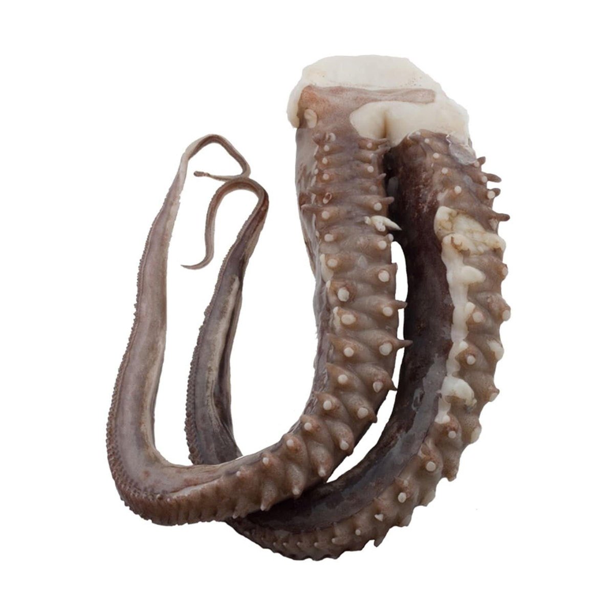 Tentáculos De Calamar  Por Libras